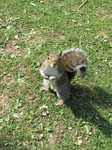 SX26888 Squirrel.jpg